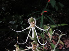Habenaria quinqueseta