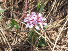 Noccaea stylosa