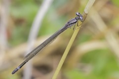 Enallagma geminatum