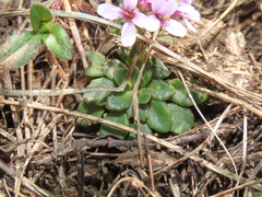 Noccaea stylosa