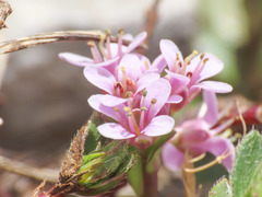 Noccaea stylosa