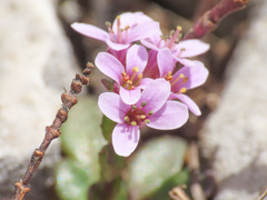 Noccaea stylosa