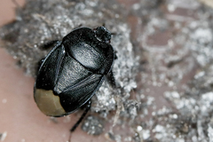 Sehirus morio