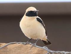 Oenanthe hispanica