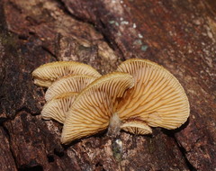 Crepidotus eucalyptorum