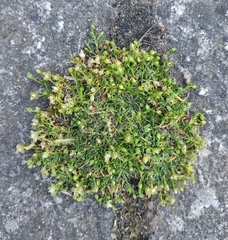 Sagina procumbens
