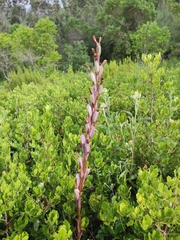 Limodorum trabutianum