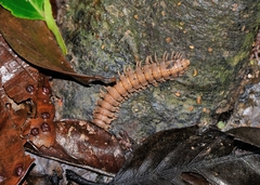 Platyrhacus borealis