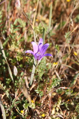 Brodiaea terrestris