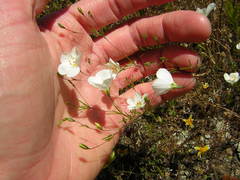 Leptosiphon liniflorus