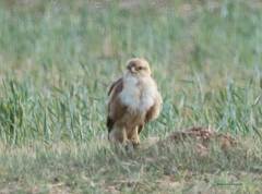 Buteo rufinus cirtensis
