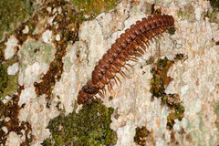 Platyrhacus borealis