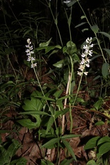 Orbexilum pedunculatum