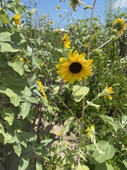 Helianthus argophyllus