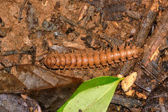 Platyrhacus borealis