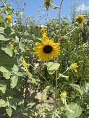 Helianthus argophyllus