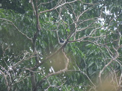 Notharchus pectoralis