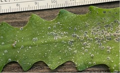 Diaspis echinocacti