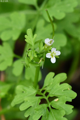 Cardamine graeca