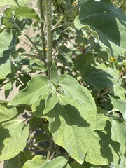 Helianthus argophyllus