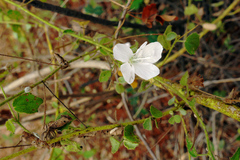 Pavonia odorata