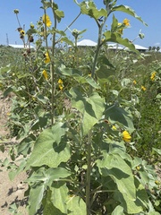 Helianthus argophyllus