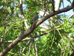 Myiodynastes luteiventris