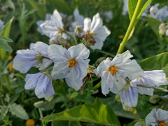 Solanum bonariense