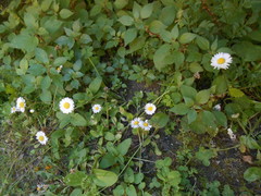 Bellis perennis