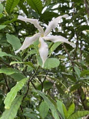 Tabernaemontana ventricosa