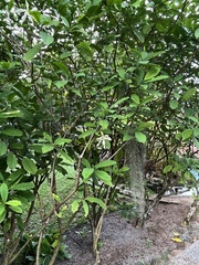 Tabernaemontana ventricosa