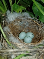 Haemorhous mexicanus