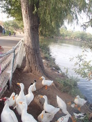 Anas platyrhynchos domesticus