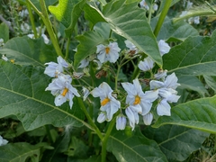 Solanum bonariense