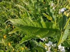 Solanum bonariense