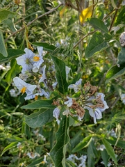 Solanum bonariense