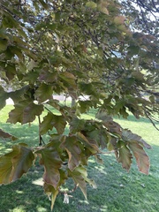 Magnoliopsida