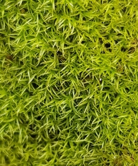 Amphidium mougeotii