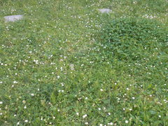Bellis perennis