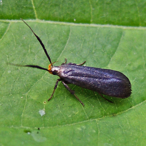 Dichomeris nonstrigella (Chambers, 1878)