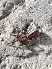Segestria senoculata