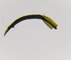 Amphidium mougeotii