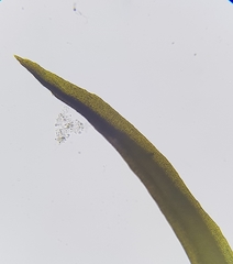 Amphidium mougeotii
