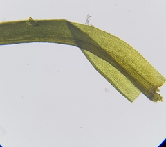 Amphidium mougeotii