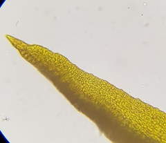 Amphidium mougeotii