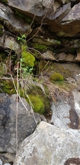 Amphidium mougeotii
