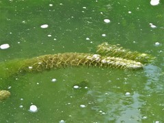 Myriophyllum aquaticum