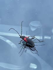 Purpuricenus humeralis