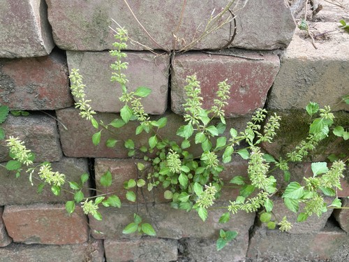 Slender wild basil (Clinopodium gracile)