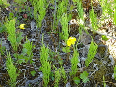 Anemonastrum richardsonii